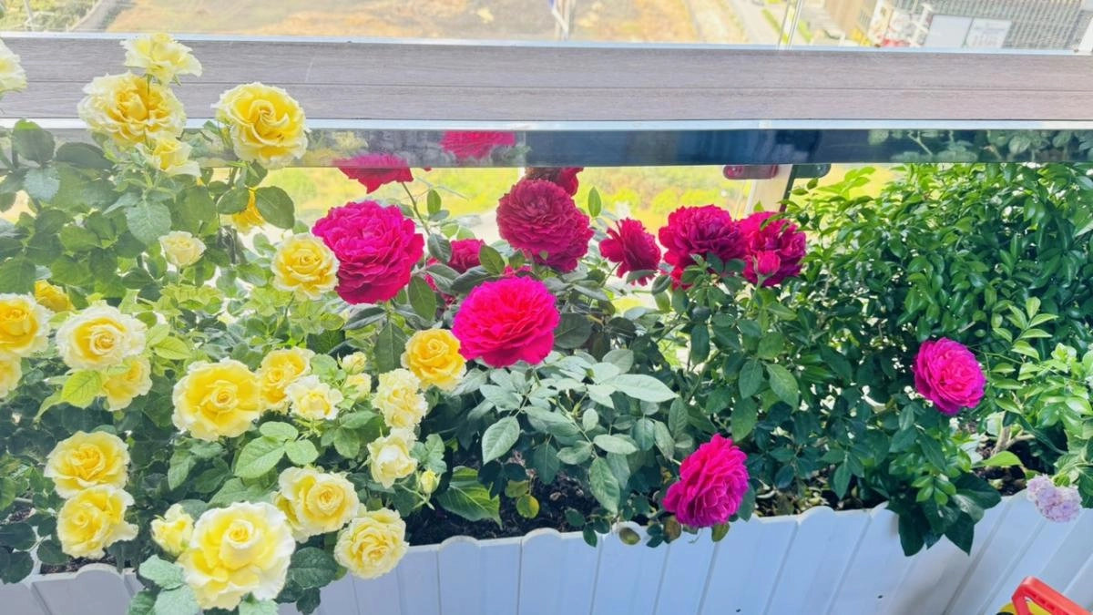 Cho thuê căn góc 2pn dự án Lumiere Riverside đầy đủ nội thất Cho thuê căn góc 2pn dự án Lumiere Riverside đầy đủ nội thất